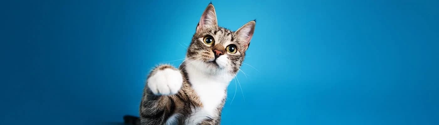 Kedilerde Mama Değişimi Nasıl Yapılmalı? - Kediler söz konusu olduğunda “alışkanlık” kelimesi sıradan bir kelime değildir. Onlar için rutin; güven demektir. Mama kabının yeri, suyun tazelenme saati, hatta mamanın kokusu bile hayatlarının düzenli bir parçasıdır. Bu yüzden mama değişimi, bizim için küçük bir karar gibi görünse de kediniz için büyük bir değişim anlamına gelebilir.