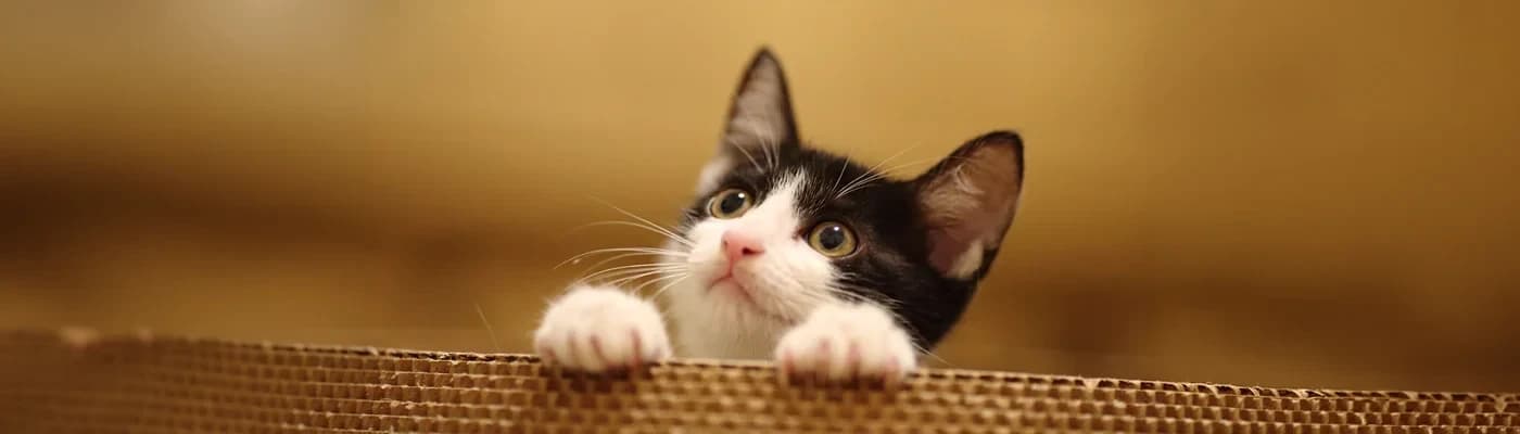 Premium Kedi Maması Seçerken Nelere Dikkat Etmelisiniz? İçerik Okuma Rehberi - Bir kediyle hayat paylaşmak, yalnızca ona sevgi vermekle sınırlı değildir. Aynı zamanda sağlıklı ve dengeli bir yaşam sürdürebilmesi için doğru beslenme düzenini oluşturmak da büyük önem taşır. Günümüzde pet ürünleri raflarında yüzlerce farklı kedi maması bulunuyor.