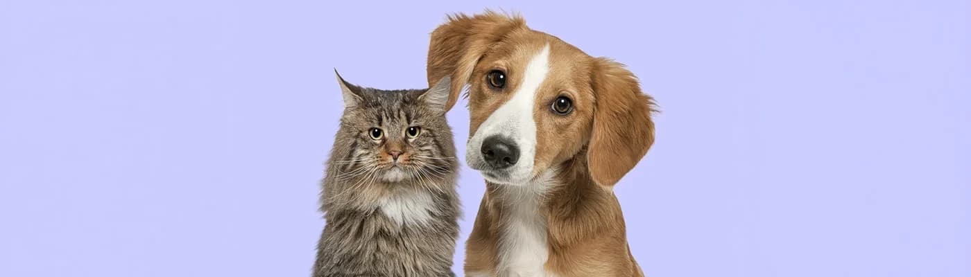 Evcil Hayvanların Tüy Sağlığını Destekleyen Beslenme Rehberi - Evcil hayvanların sağlığı söz konusu olduğunda çoğu kişi ilk olarak enerji, kilo kontrolü veya sindirim gibi konulara odaklanır. Ancak tüy sağlığı da en az bu faktörler kadar önemli bir göstergedir. Bir kedi ya da köpeğin tüyleri yalnızca estetik bir görünüm sunmaz; aynı zamanda genel sağlık durumunun da önemli bir işaretidir. Parlak, güçlü ve sağlıklı tüyler genellikle dengeli beslenmenin bir sonucudur.