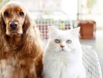 Kısırlaştırma Sonrası Beslenme: İştahtan Kiloya Geçiş Planı