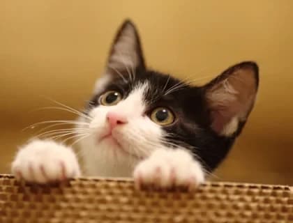 Her Kediye Özel Mama ile Gerçek Sağlığı Keşfetmek