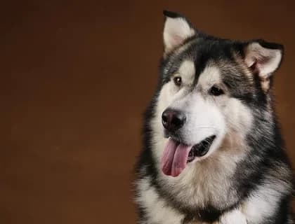 Köpeğiniz Mamasını Yarıda mı Bırakıyor? Nedeni Sandığınızdan Farklı Olabilir