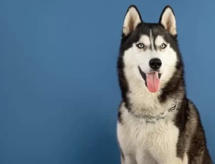 Her Köpeğin Maması Aynı Olmamalı: Prive Beslenme Yaklaşımı