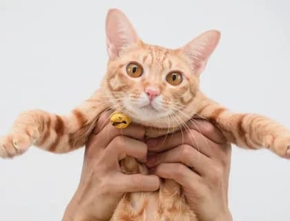 Kedinizin Yaşına Göre Beslenme Rehberi: Yavru, Yetişkin ve Yaşlı Kediler İçin Doğru Mama