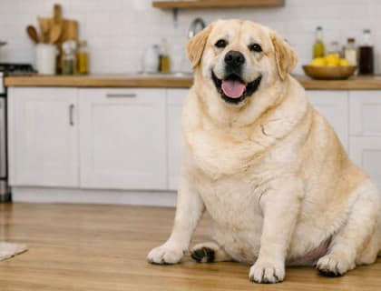 Fazla Kilolu Köpekler İçin Kilo Kontrolü