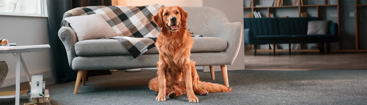 Sporcu/Çalışan Köpeklerde Yüksek Aktivite Günlerinde Beslenme