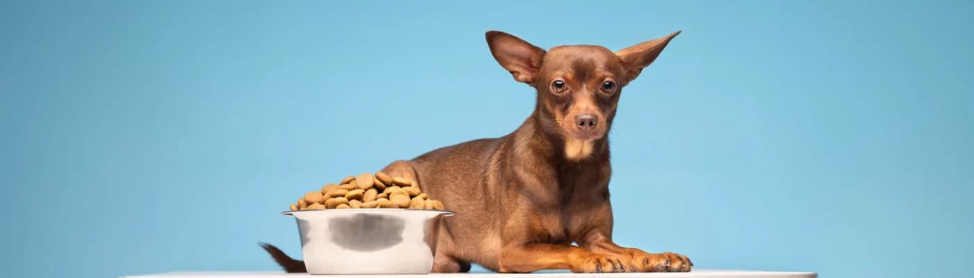 Obeziteye Yatkın Köpek Irkları ve Beslenme Önerileri