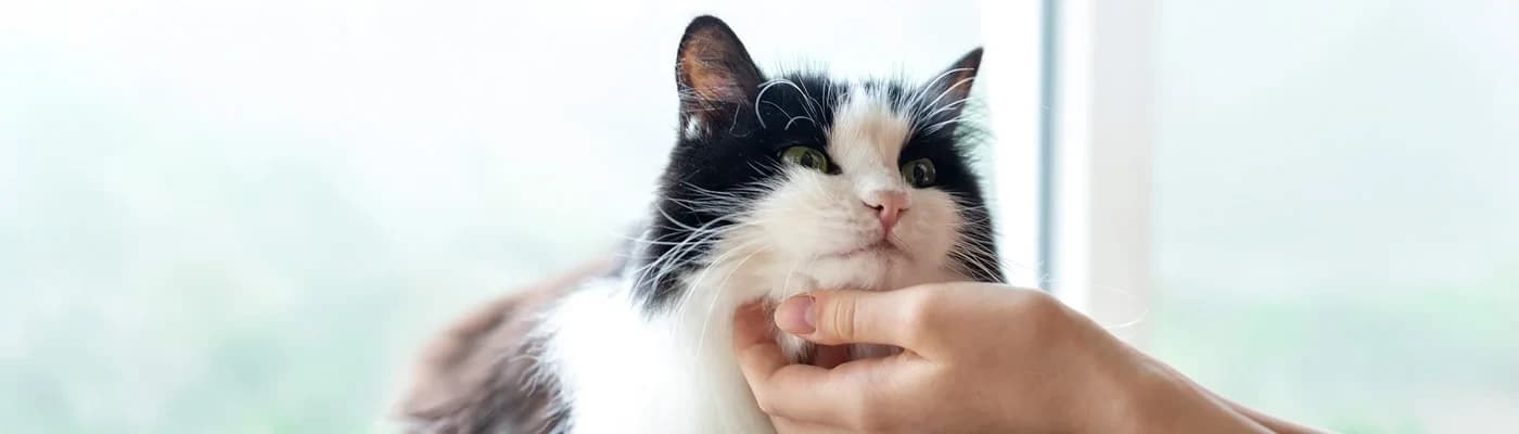 Kedilerde Kişiselleştirilmiş Beslenme Nedir? Neden Her Kedi Aynı Mamayı Yememeli?