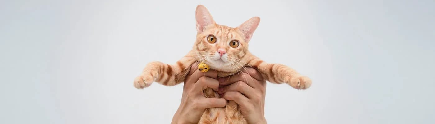 Kedinizin Yaşına Göre Beslenme Rehberi: Yavru, Yetişkin ve Yaşlı Kediler İçin Doğru Mama