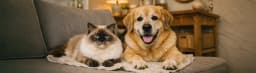 Kedi ve Köpeklerde Aşırı Tüy Dökülmesi: Mevsimsel Süreç mi, Sağlık Sinyali mi?