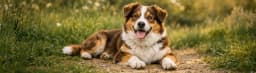 Köpekler İçin Yaz Bakımı Rehberi: Sıcak Günlerde Nelere Dikkat Edilmeli?