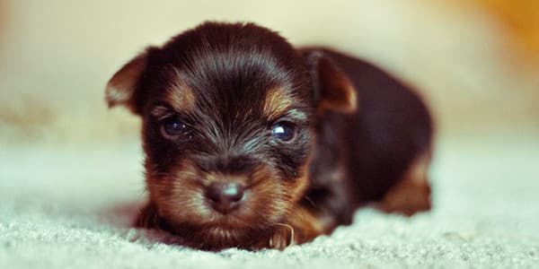 1-8 Haftalık Yavru Köpek Gelişimi