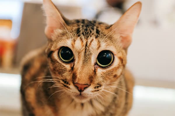 Ocicat Kedisi Özellikleri, Bakımı, Beslenmesi ve Eğitimi