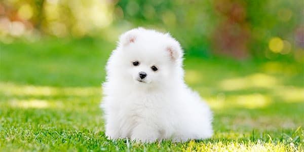 3-6 Ay Yavru Köpek Gelişimi