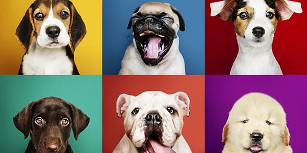 Hovawart Köpek Irkı Özellikleri, Bakımı, Beslenmesi ve Eğitimi