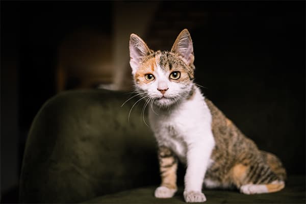 Japanese Bobtail Kedisi Özellikleri, Bakımı, Beslenmesi ve Eğitimi
