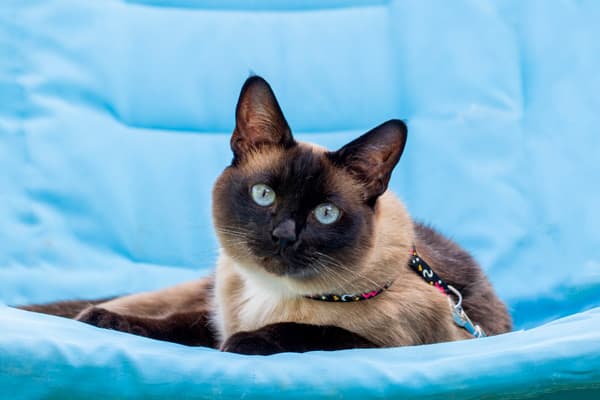 Balinese Kedisi Özellikleri, Bakımı, Beslenmesi ve Eğitimi