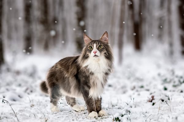 Norwegian Forest Kedisi Özellikleri, Bakımı, Beslenmesi ve Eğitimi