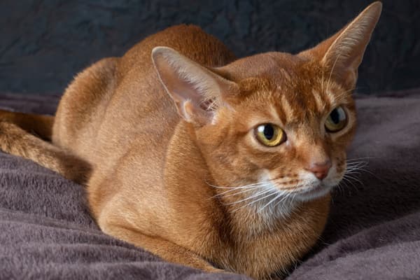 Chausie Kedisi Özellikleri, Bakımı, Beslenmesi ve Eğitimi
