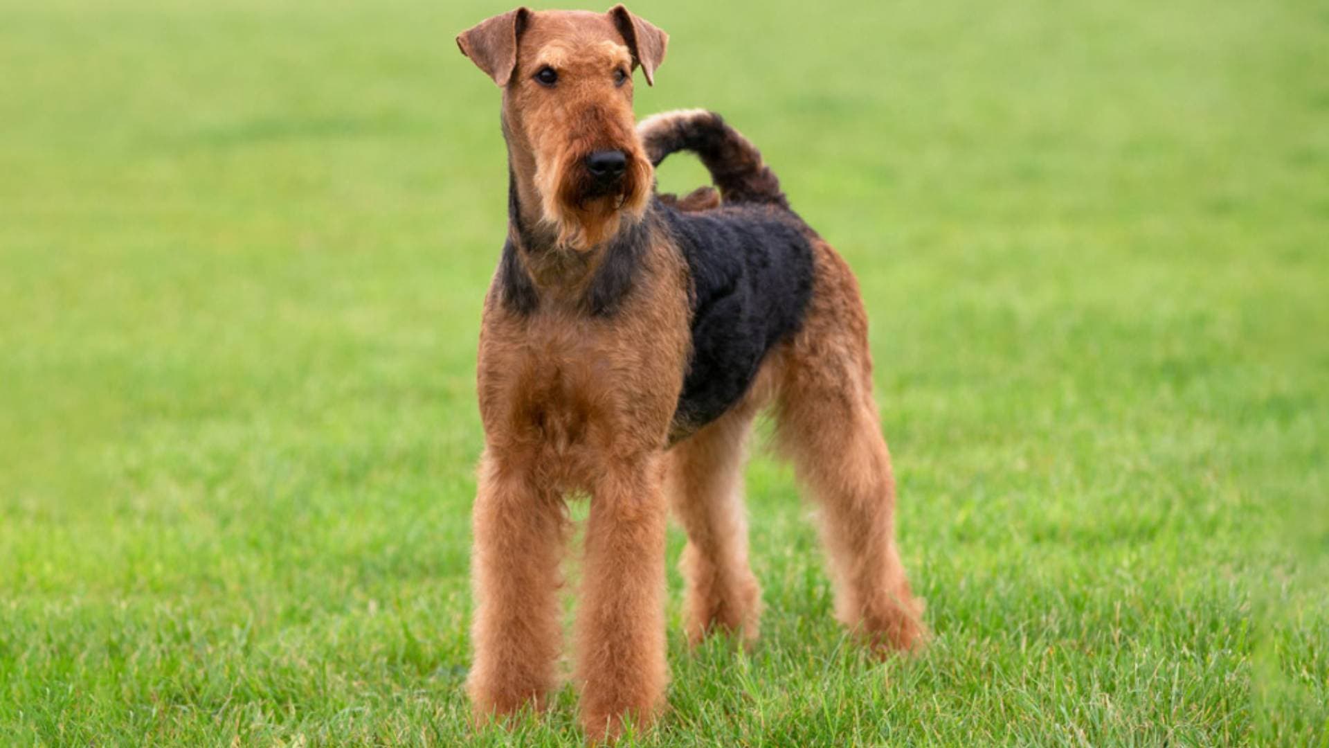 Airedale Terrier Köpek Irkı Özellikleri, Bakımı, Beslenmesi ve Eğitimi