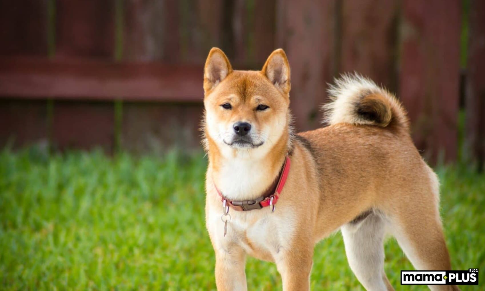 Akita Inu Köpek Irkı Özellikleri, Bakımı, Beslenmesi ve Eğitimi