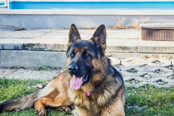 Alman Kurdu Cinsi Köpek Özellikleri, Bakımı, Beslenmesi ve Eğitimi