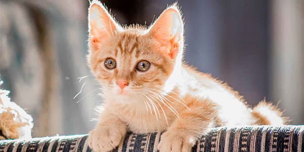 Annesiz Yavru Kedi Bakımı