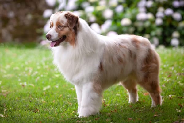 Australian Shepherd Köpeği Özellikleri, Bakımı, Beslenmesi ve Eğitimi