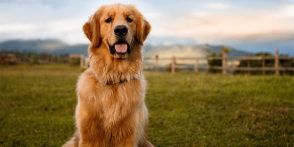 Golden Retriever Köpek Irkı Özellikleri, Bakımı, Beslenmesi ve Eğitimi