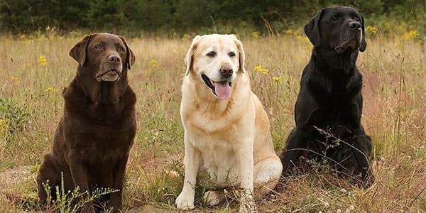 Labrador Retriever Köpek Irkı Özellikleri, Bakımı, Beslenmesi ve Eğitimi