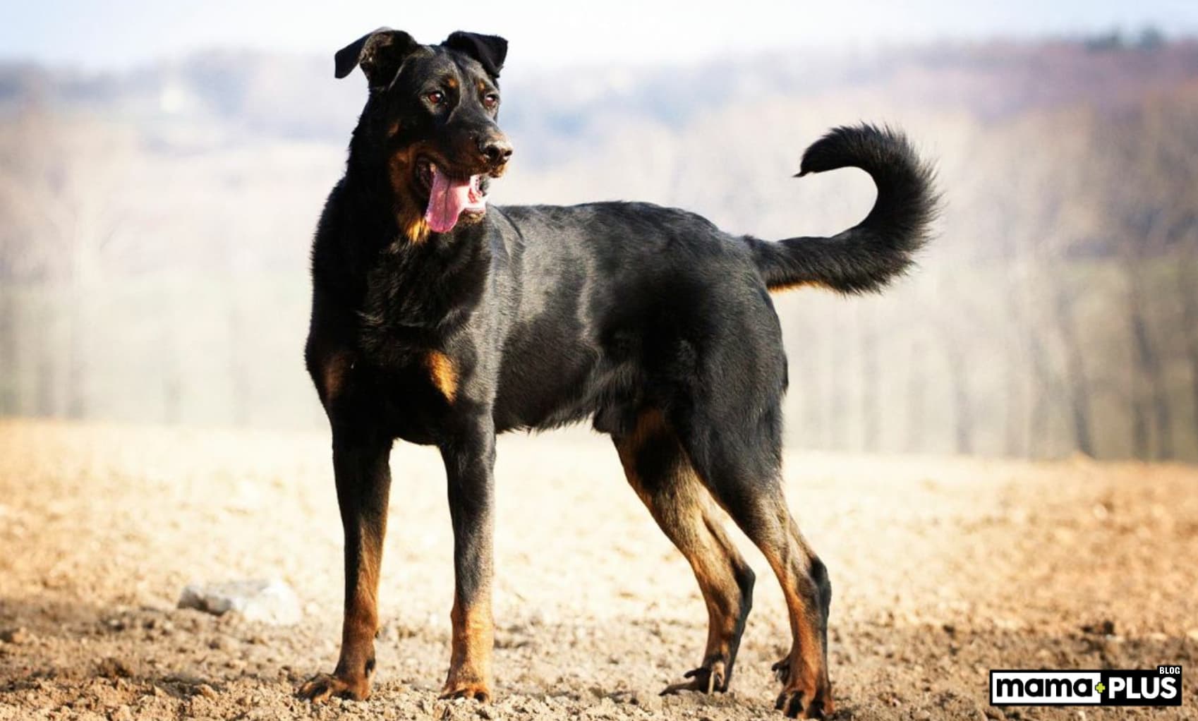 Beauceron Köpek Irkı Özellikleri, Bakımı, Beslenmesi ve Eğitimi