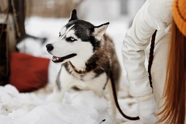 Sibirya Kurdu Köpek Irkı Özellikleri, Bakımı, Beslenmesi ve Eğitimi