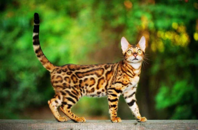 Bengal Kedisi Özellikleri, Bakımı, Beslenmesi ve Eğitimi