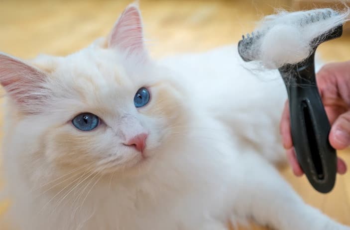 Beslenme Ve Kedinizin Sağlıklı Cildi Arasındaki Bağlantı