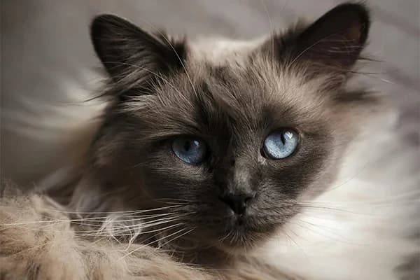 Birman Kedisi Özellikleri, Bakımı, Beslenmesi ve Eğitimi