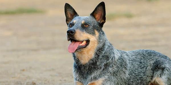 Blue Heeler Avustralya Sığır Köpeği Özellikleri, Bakımı, Beslenmesi ve Eğitimi