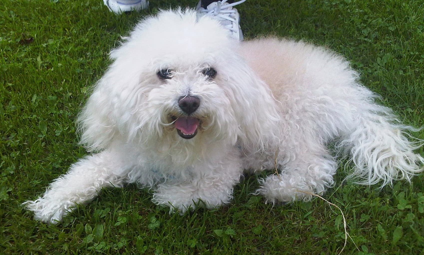 Bolognese Köpek Irkı Özellikleri, Bakımı, Beslenmesi ve Eğitimi