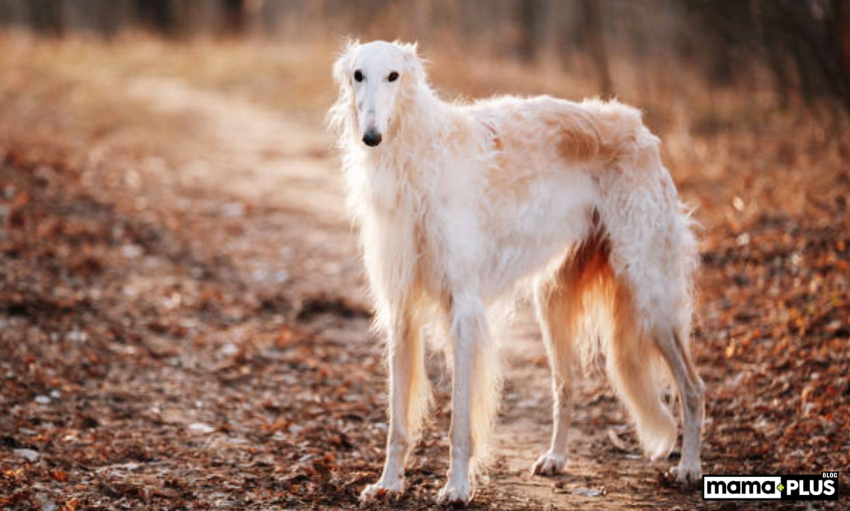 Borzoi (Rus Greyhound) Köpek Irkı Özellikleri, Bakımı, Beslenmesi ve Eğitimi