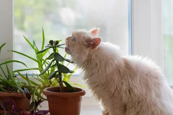 Bu Ev Eşyaları Kediler İçin Zehirli Olabilir!