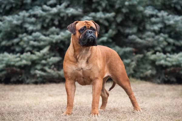 Bullmastiff Köpeği Özellikleri, Bakımı, Beslenmesi ve Eğitimi