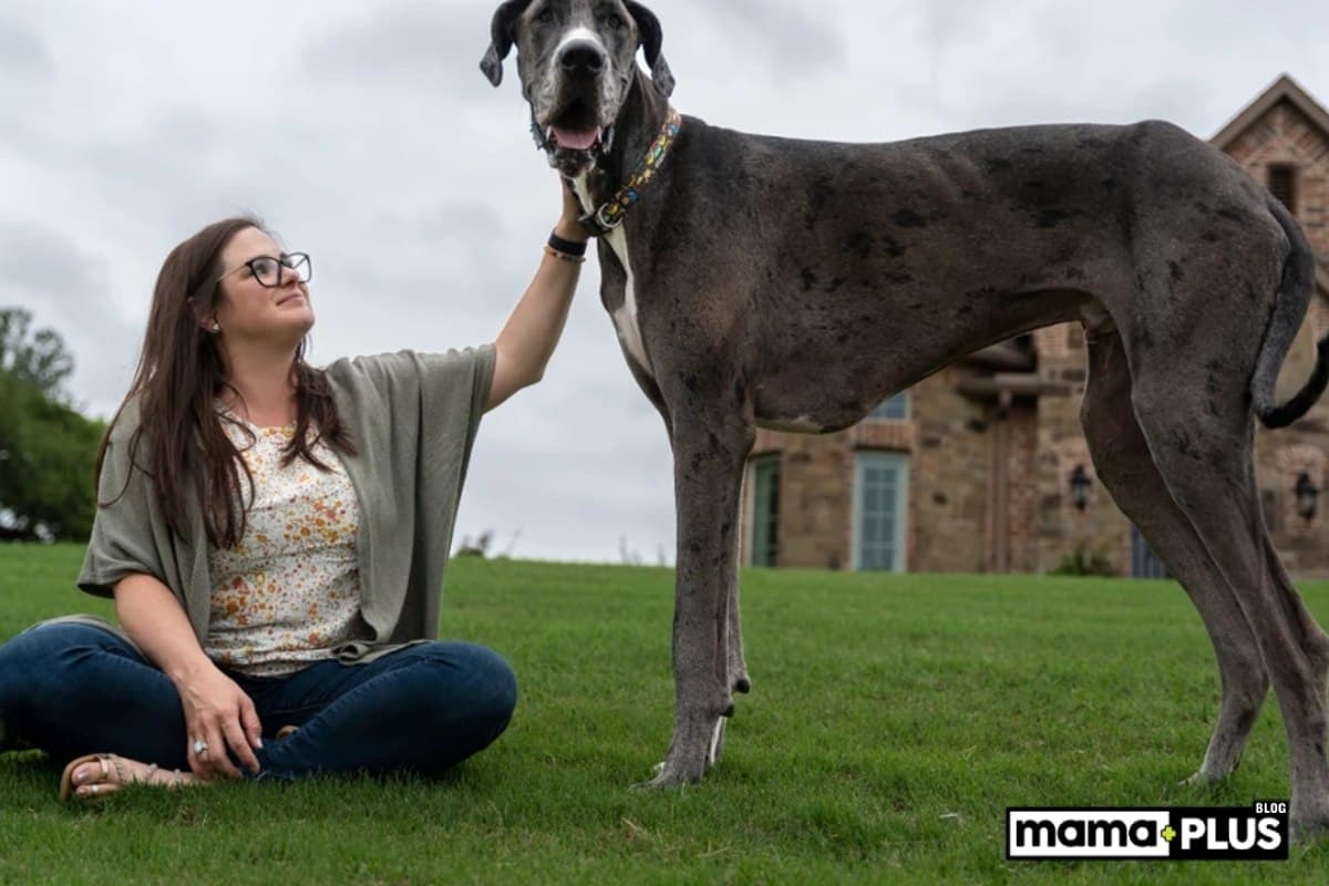 Büyük Köpek Irkları İçin Mama Tavsiyesi