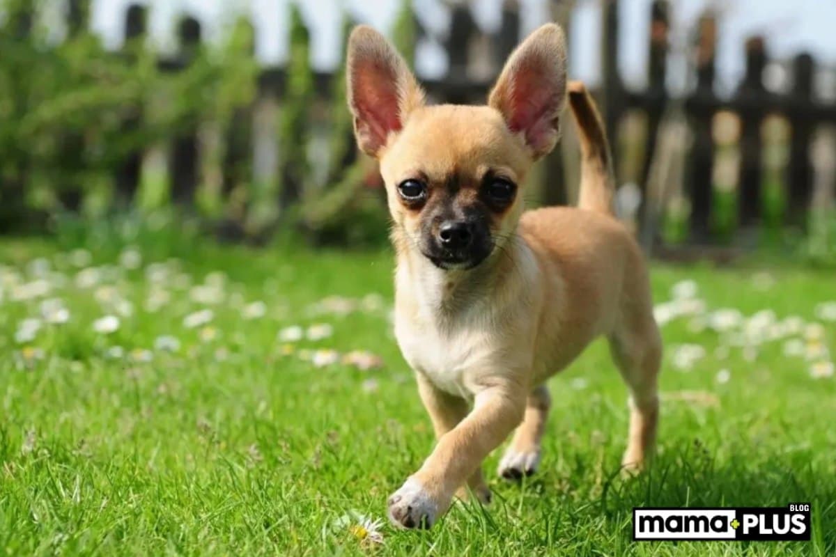 Büyümeyen Köpek Irkları İçin Mama Tavsiyesi