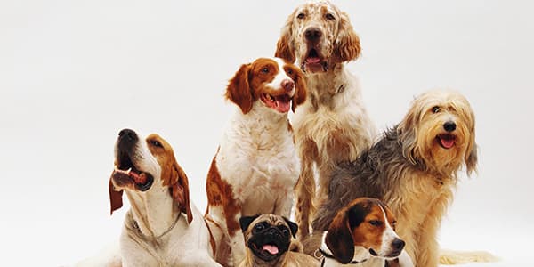 Çek Çobanı Köpek Irkı Özellikleri, Bakımı, Beslenmesi ve Eğitimi