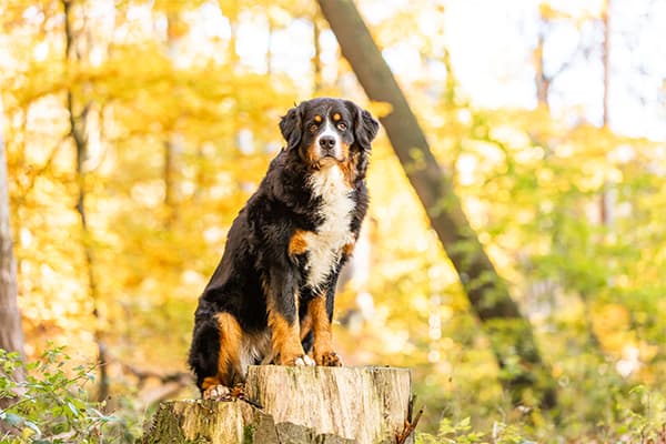 Bernese Mountain Köpek Irkı Özellikleri, Bakımı, Beslenmesi ve Eğitimi