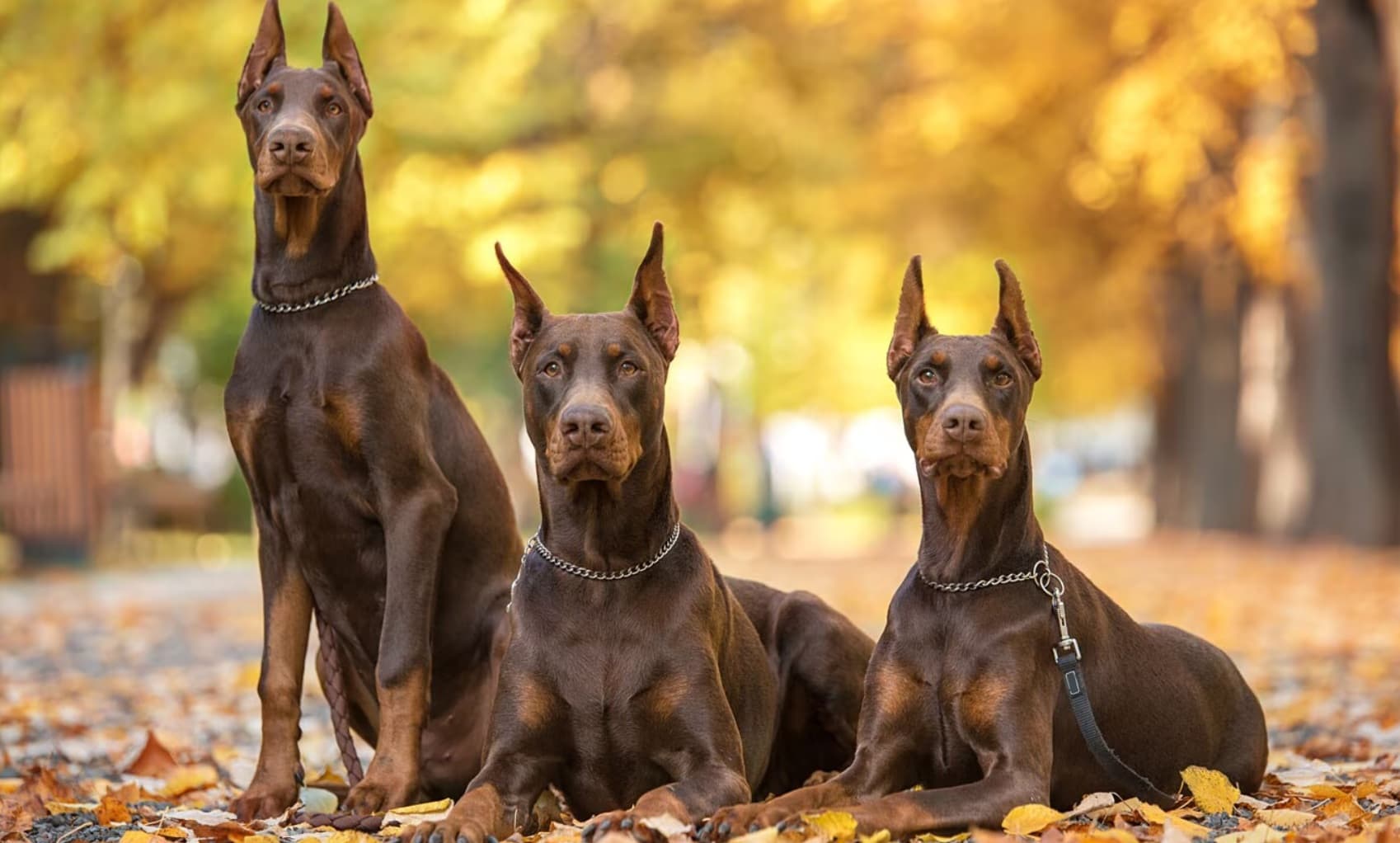 Doberman Pinscher Köpek Irkı Beslenme Rehberi