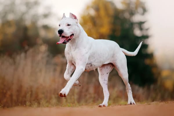 Dogo Argentino Köpeği Özellikleri, Bakımı, Beslenmesi ve Eğitimi