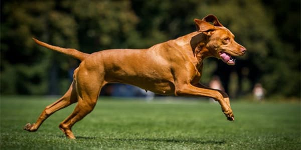 DogPlus – Yüksek Enerji İçeren Köpek Maması