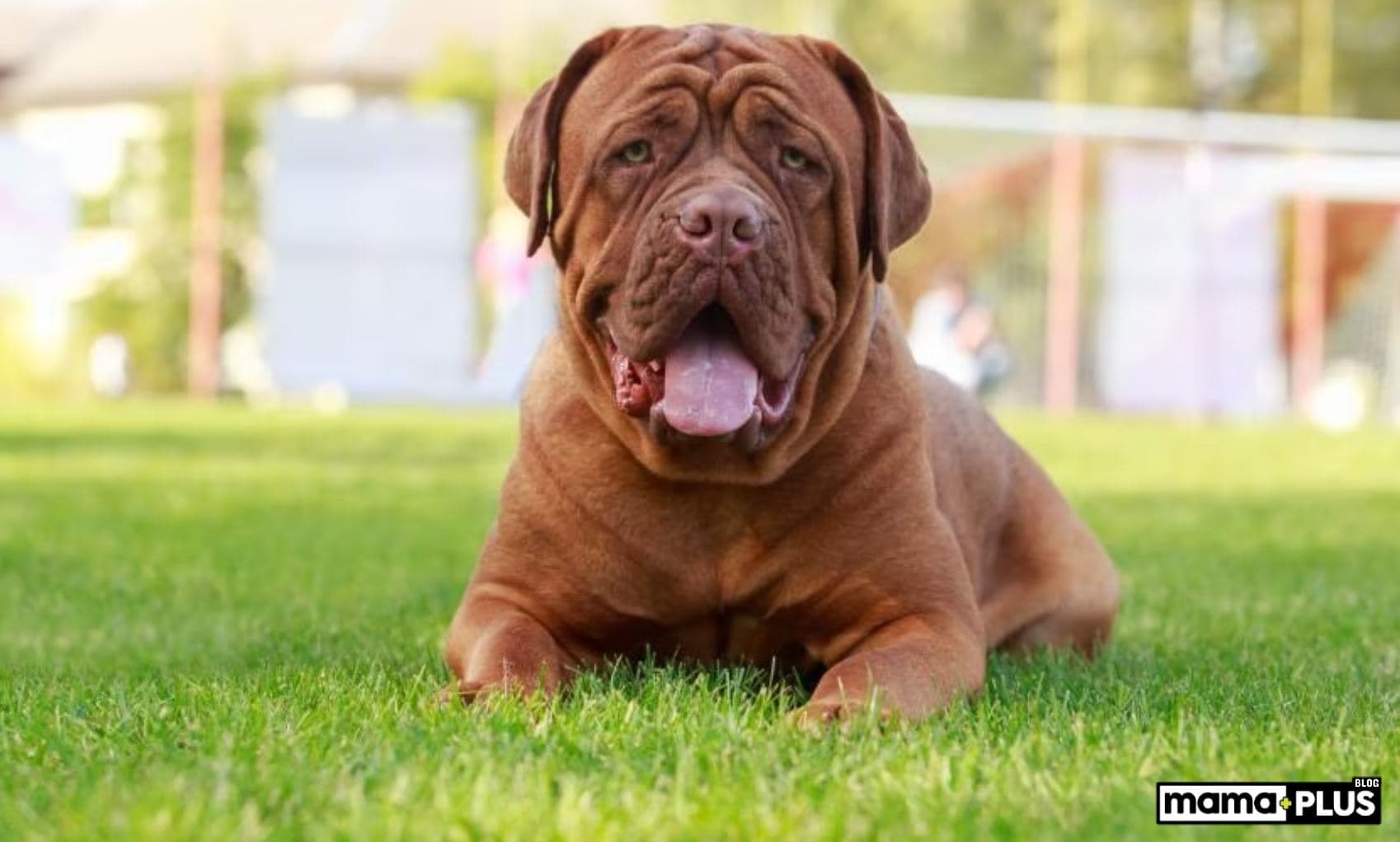 Dogue de Bordeaux (Fransız Mastiffi) Köpek Irkı Özellikleri, Bakımı, Beslenmesi ve Eğitimi