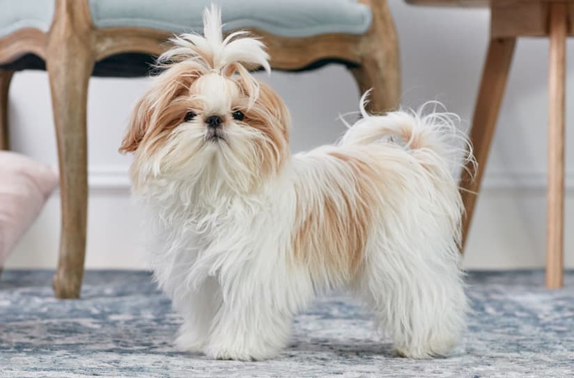 En Az Bakım Gerektiren 10 Köpek Irkı