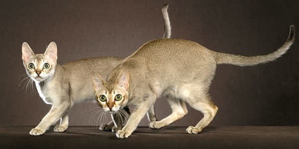 Singapur Kedisi Özellikleri, Bakımı, Beslenmesi ve Eğitimi